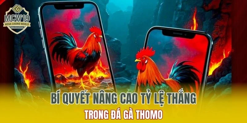 Phân Tích Đá Gà Thomo Tại MCW19 Tăng Tỷ Lệ Thắng Cao 6 Bí quyết nâng cao tỷ lệ thắng trong đá gà Thomo