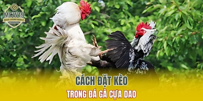 Khám Phá Đá Gà Cựa Dao Trực Tuyến Uy Tín Trên MCW19 5 Cách đặt kèo trong đá gà cựa dao