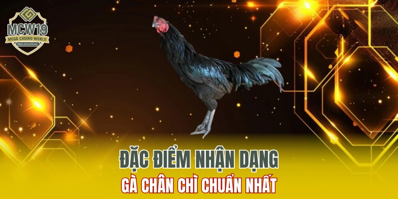 Gà Chân Chì Là Gì? Đặc Điểm Nhận Dạng Chuẩn Xác Nhất Tại MCW19 6 Đặc điểm nhận dạng gà chân chì chuẩn nhất