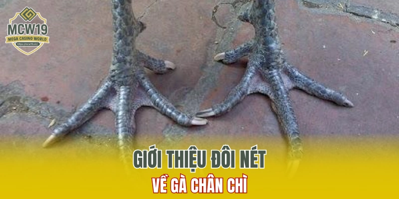Gà Chân Chì Là Gì? Đặc Điểm Nhận Dạng Chuẩn Xác Nhất Tại MCW19 5 Giới thiệu đôi nét về gà chân chì