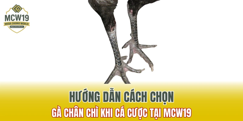 Gà Chân Chì Là Gì? Đặc Điểm Nhận Dạng Chuẩn Xác Nhất Tại MCW19 8 Hướng dẫn cách chọn gà chân chì khi cược tại MCW19