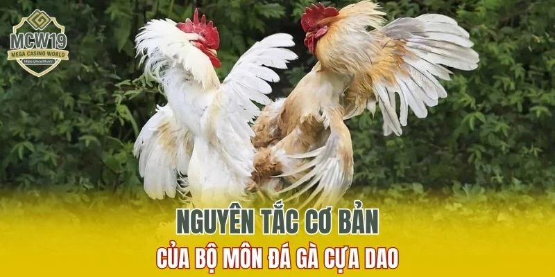 Khám Phá Đá Gà Cựa Dao Trực Tuyến Uy Tín Trên MCW19 4 Nguyên tắc cơ bản của bộ môn đá gà cựa dao