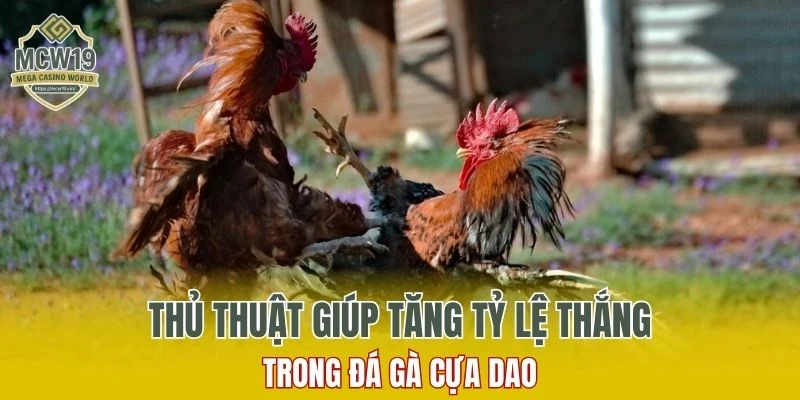 Khám Phá Đá Gà Cựa Dao Trực Tuyến Uy Tín Trên MCW19 6 Thủ thuật giúp tăng tỷ lệ thắng trong đá gà cựa dao