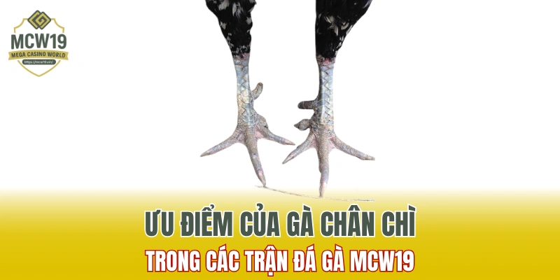 Gà Chân Chì Là Gì? Đặc Điểm Nhận Dạng Chuẩn Xác Nhất Tại MCW19 7 Ưu điểm của gà chân chì trong các trận đá gà tại MCW19